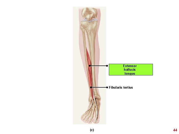 Extensor hallucis longus Fibularis tertius (c) 44 