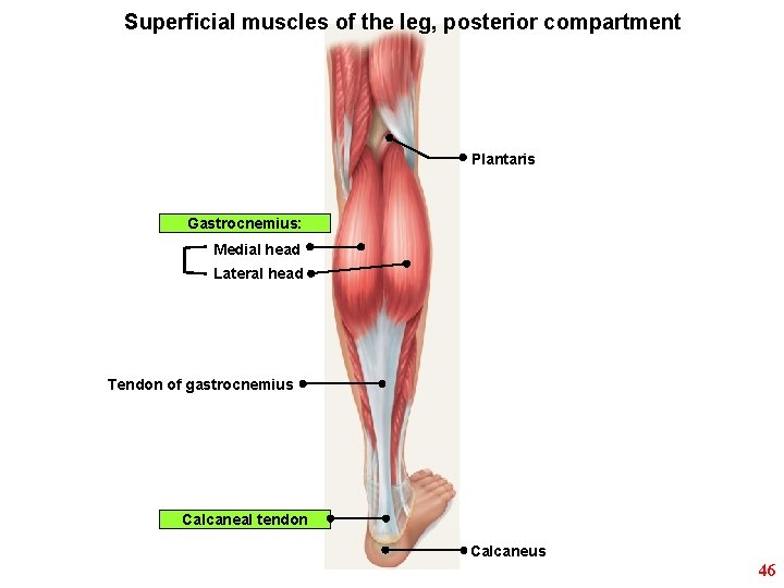 Superficial muscles of the leg, posterior compartment Plantaris Gastrocnemius: Medial head Lateral head Tendon