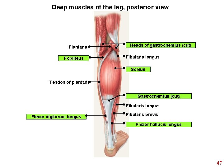 Deep muscles of the leg, posterior view Plantaris Popliteus Heads of gastrocnemius (cut) Fibularis