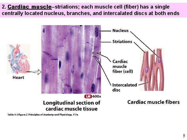 2. Cardiac muscle–striations; each muscle cell (fiber) has a single centrally located nucleus, branches,