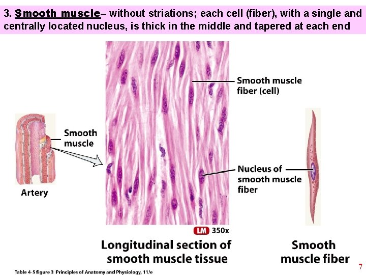 3. Smooth muscle– without striations; each cell (fiber), with a single and centrally located