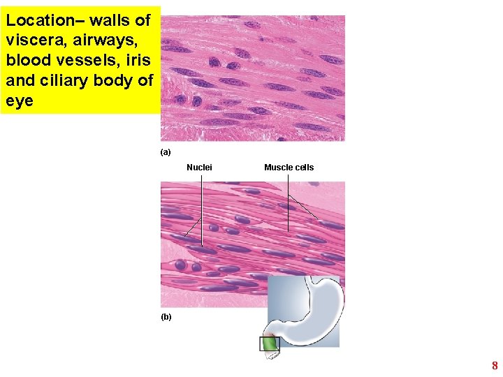 Location– walls of viscera, airways, blood vessels, iris and ciliary body of eye (a)