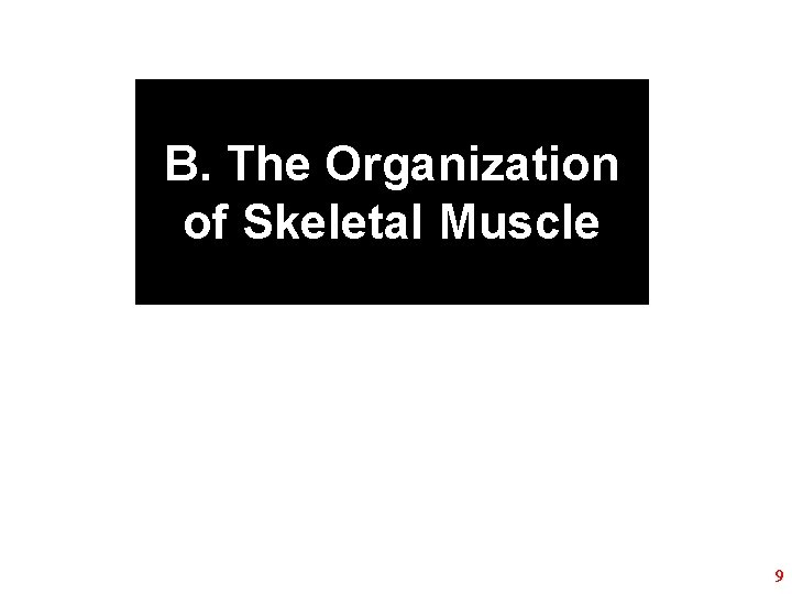 B. The Organization of Skeletal Muscle 9 