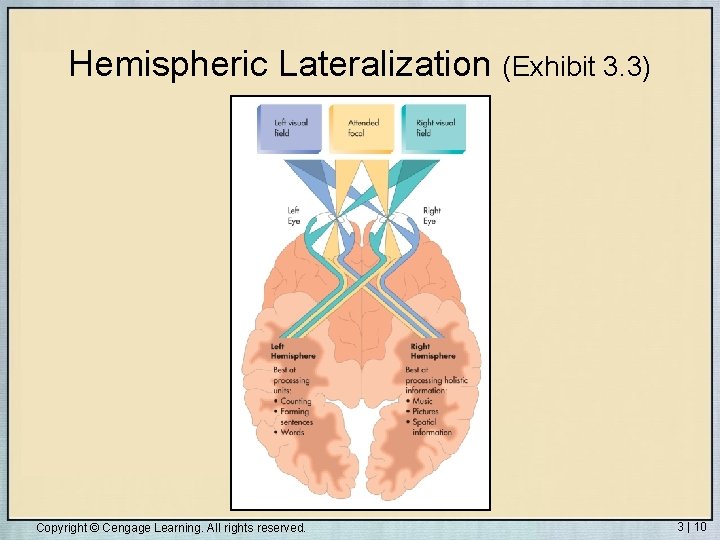 Hemispheric Lateralization (Exhibit 3. 3) Copyright © Cengage Learning. All rights reserved. 3 |
