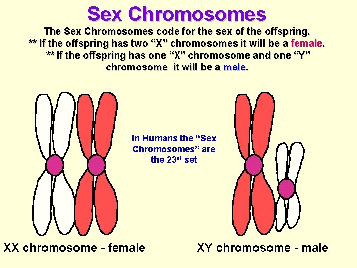 Sex Chromosomes The Sex Chromosomes code for the sex of the offspring. ** If