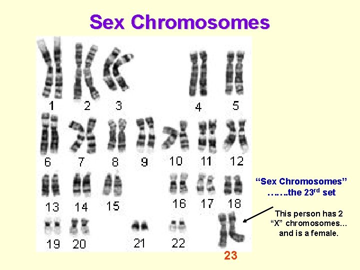 Sex Chromosomes “Sex Chromosomes” ……. the 23 rd set This person has 2 “X”