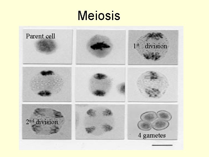 Meiosis Parent cell 1 st division 2 nd division 4 gametes 