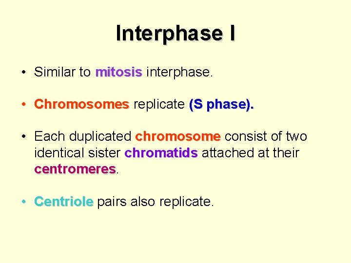 Interphase I • Similar to mitosis interphase. • Chromosomes replicate (S phase). • Each