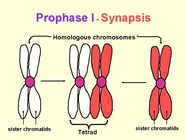 Prophase I - Synapsis Homologous chromosomes sister chromatids Tetrad sister chromatids 