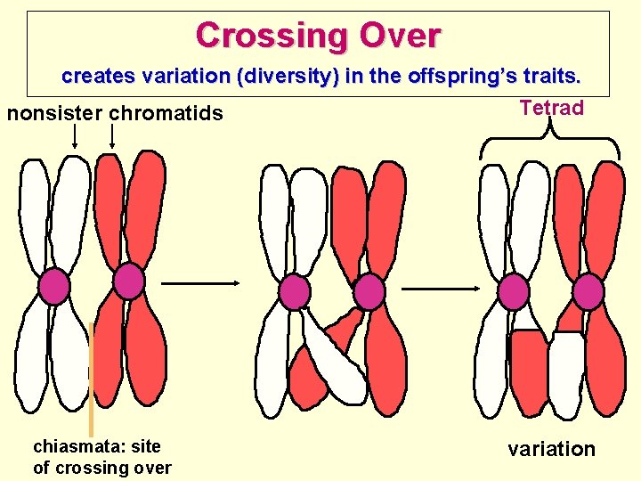Crossing Over creates variation (diversity) in the offspring’s traits. Tetrad nonsister chromatids chiasmata: site