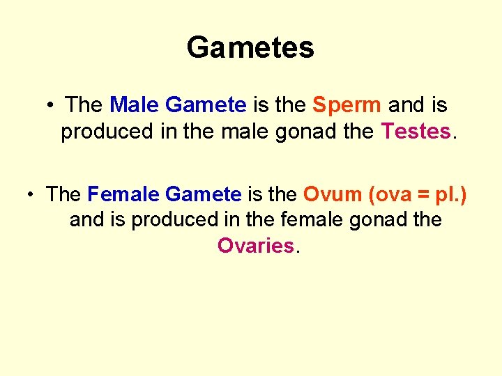 Gametes • The Male Gamete is the Sperm and is produced in the male