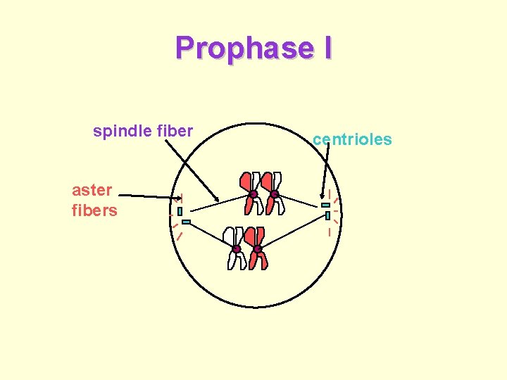 Prophase I spindle fiber aster fibers centrioles 