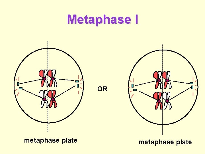 Metaphase I OR metaphase plate 