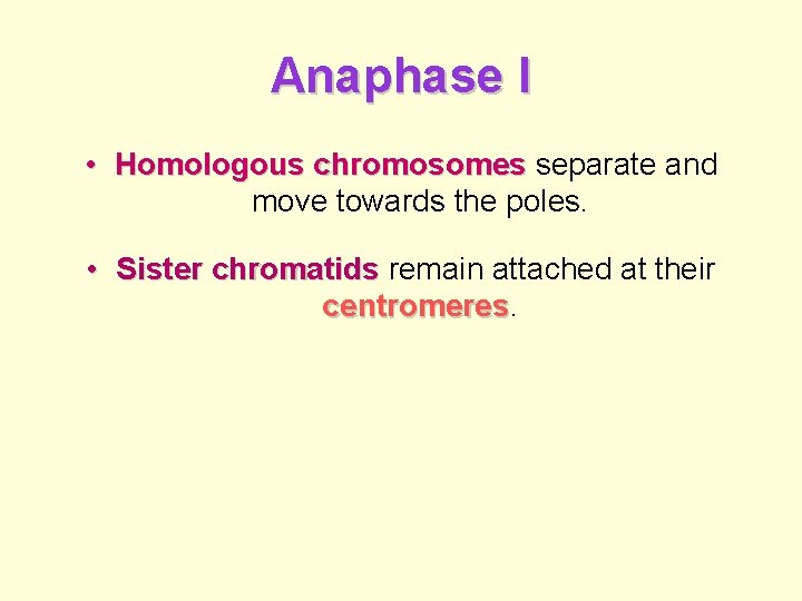 Anaphase I • Homologous chromosomes separate and move towards the poles. • Sister chromatids