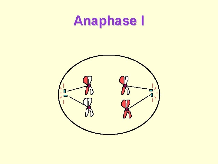 Anaphase I 