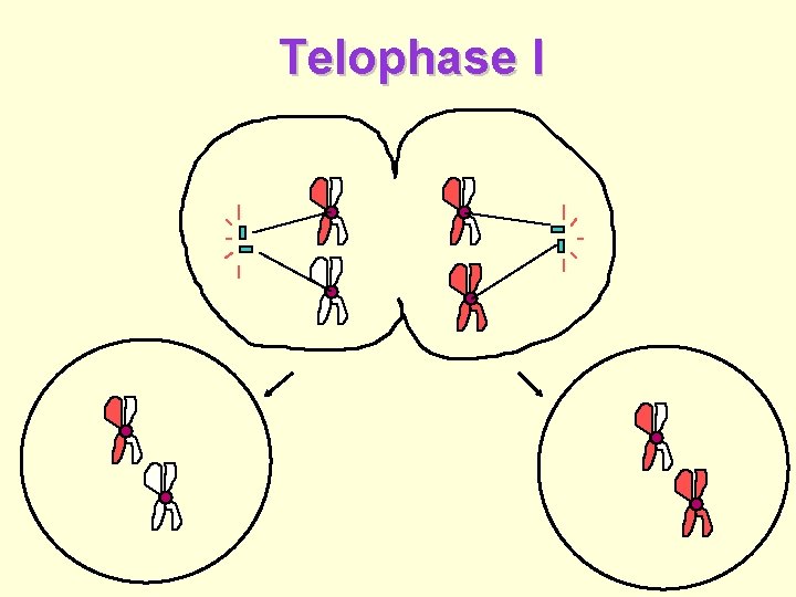 Telophase I 