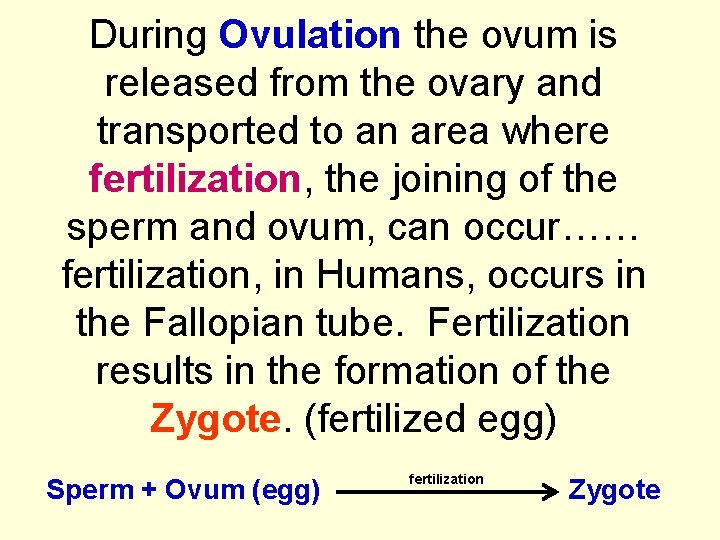 During Ovulation the ovum is released from the ovary and transported to an area