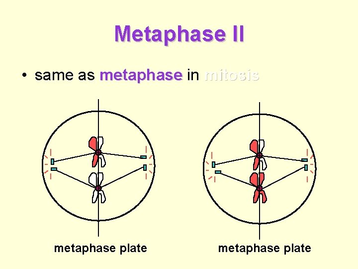 Metaphase II • same as metaphase in mitosis metaphase plate 
