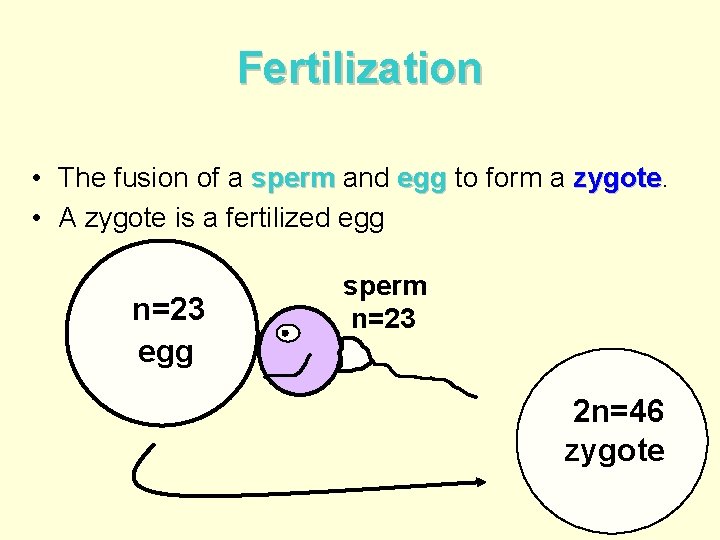 Fertilization • The fusion of a sperm and egg to form a zygote •