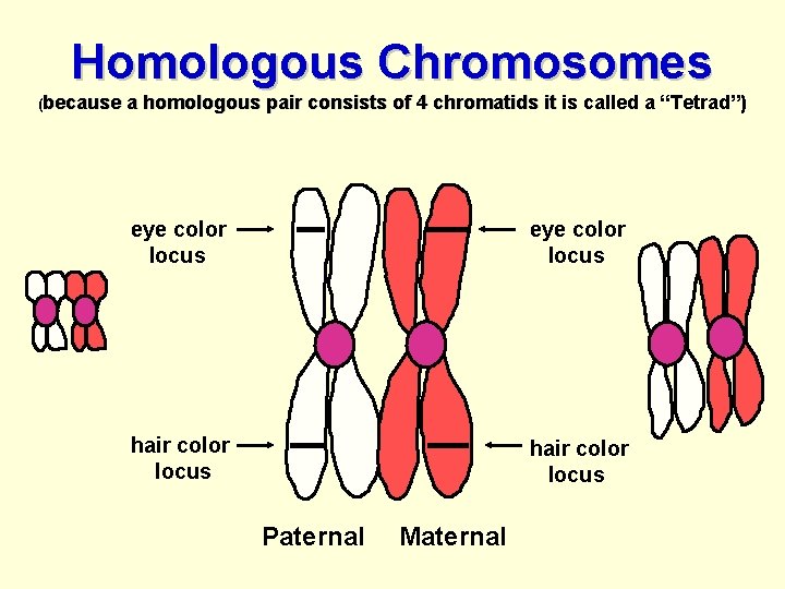 Homologous Chromosomes (because a homologous pair consists of 4 chromatids it is called a