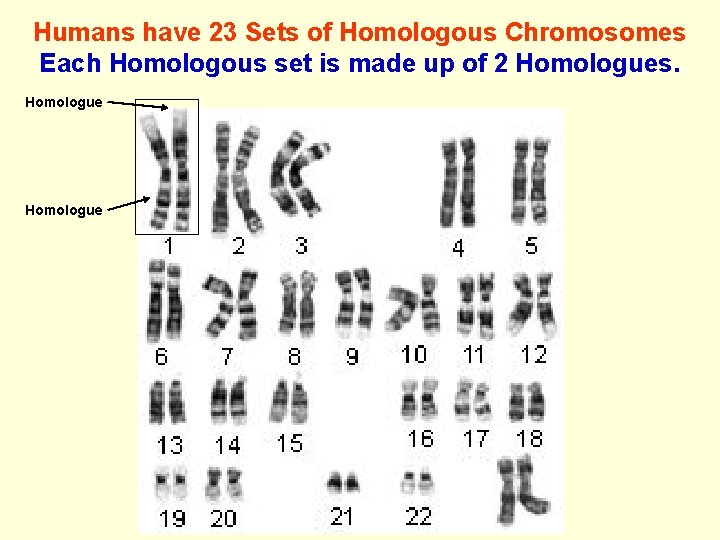 Humans have 23 Sets of Homologous Chromosomes Each Homologous set is made up of