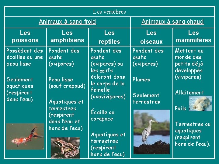 Les vertébrés Animaux à sang froid Les poissons Possèdent des écailles ou une peau