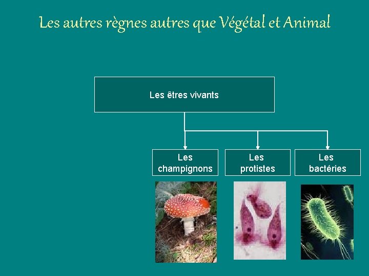 Les autres règnes autres que Végétal et Animal Les êtres vivants Les champignons Les