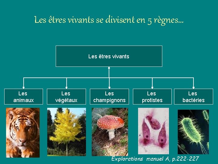 Les êtres vivants se divisent en 5 règnes… Les êtres vivants Les animaux Les