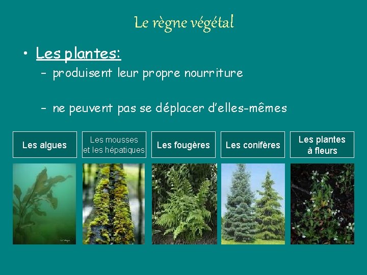 Le règne végétal • Les plantes: – produisent leur propre nourriture – ne peuvent