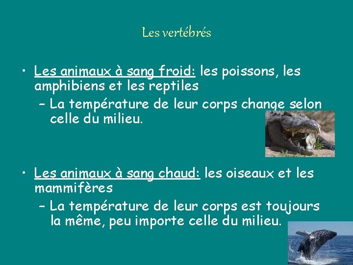 Les vertébrés • Les animaux à sang froid: les poissons, les amphibiens et les