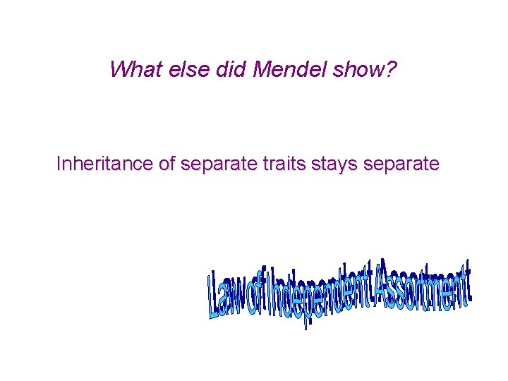 What else did Mendel show? Inheritance of separate traits stays separate 