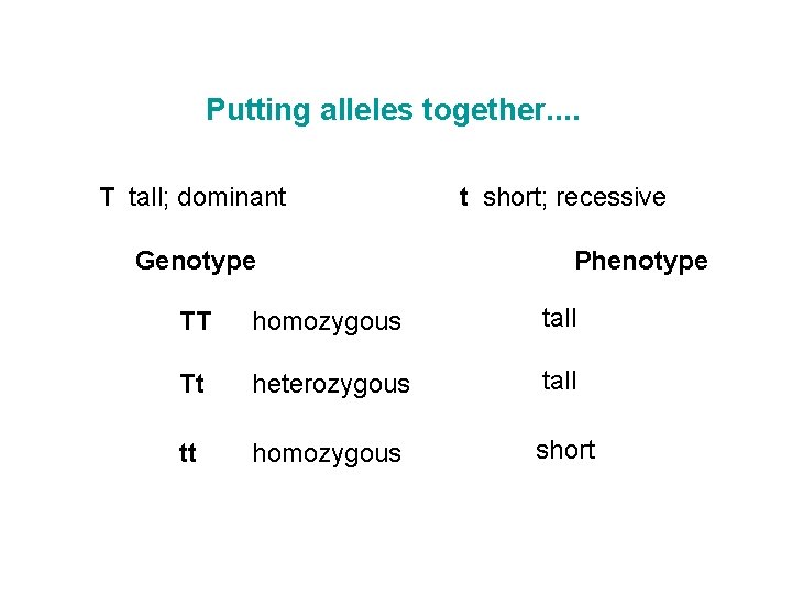 Putting alleles together. . T tall; dominant Genotype t short; recessive Phenotype TT homozygous