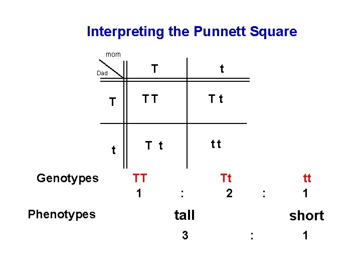 Interpreting the Punnett Square mom T t T TT Tt t T t tt