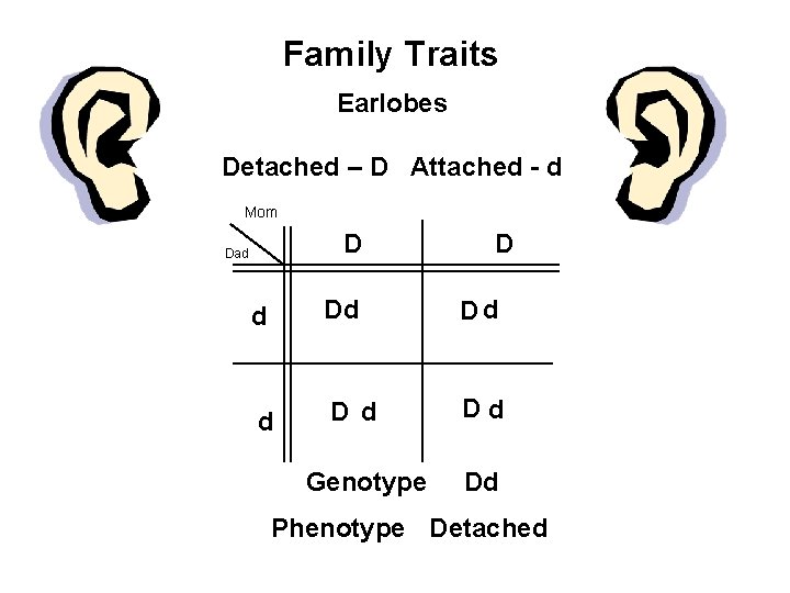 Family Traits Earlobes Detached – D Attached - d Mom D Dad D d