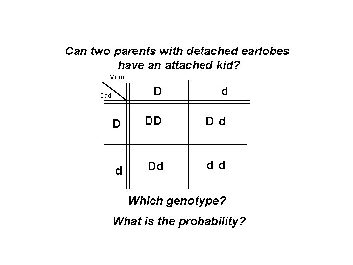 Can two parents with detached earlobes have an attached kid? Mom D d D