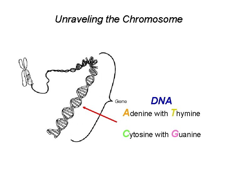 Unraveling the Chromosome DNA Adenine with Thymine Cytosine with Guanine 