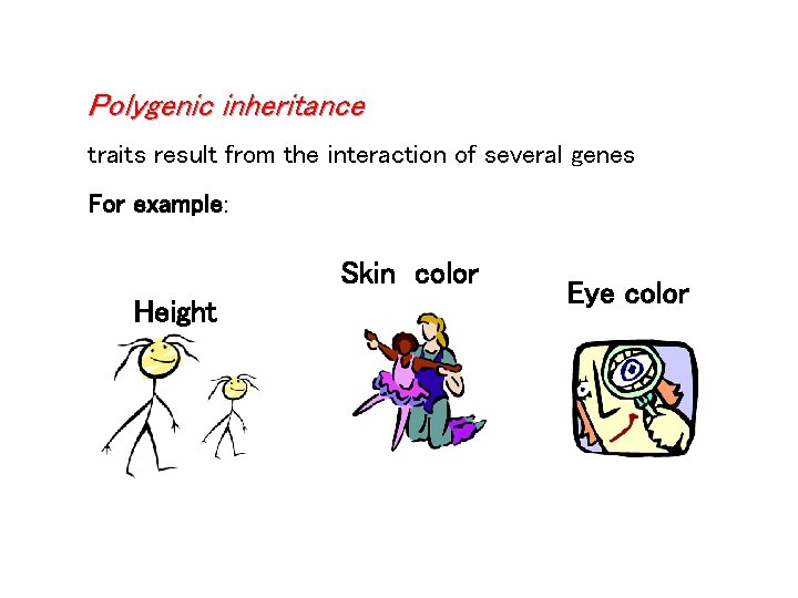 Polygenic inheritance traits result from the interaction of several genes For example: Skin color