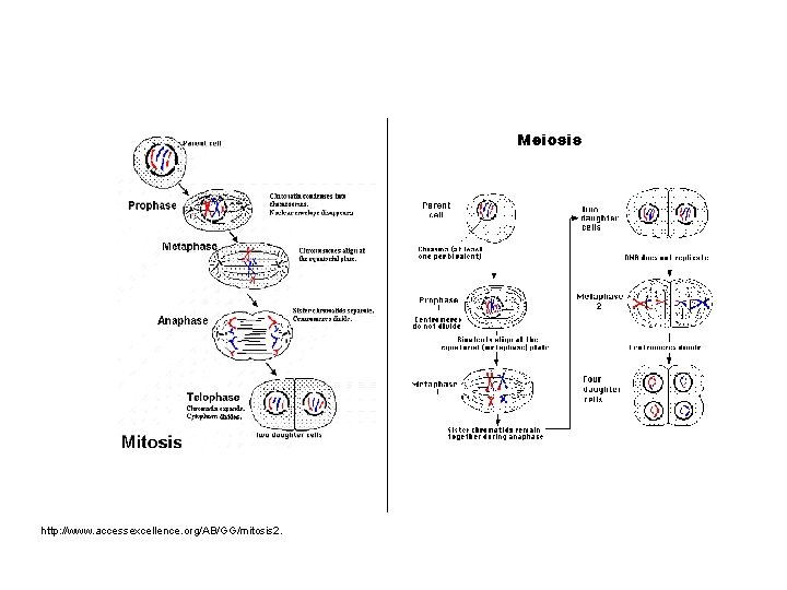http: //www. accessexcellence. org/AB/GG/mitosis 2. 