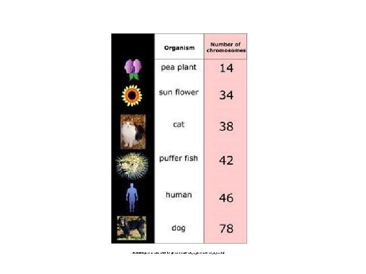 http: //www. genomenewsnetwork. org/resources/whats_a_genome/Chp 1_2_1. shtml 