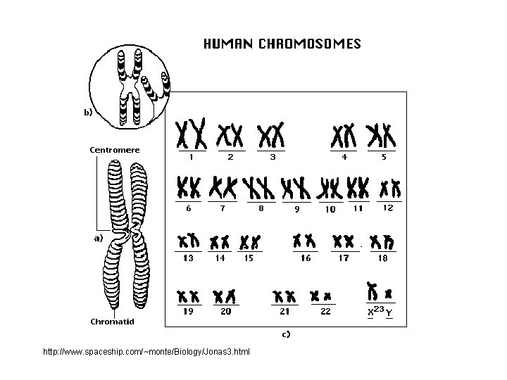 http: //www. spaceship. com/~monte/Biology/Jonas 3. html 