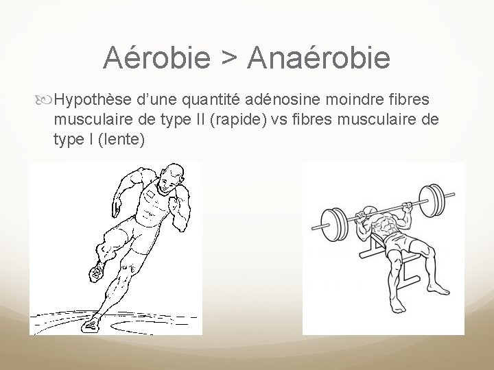 Aérobie > Anaérobie Hypothèse d’une quantité adénosine moindre fibres musculaire de type II (rapide)