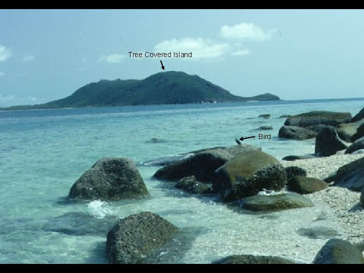 Great Barrier Reef, eastern Australia Tree Covered Island Bird 