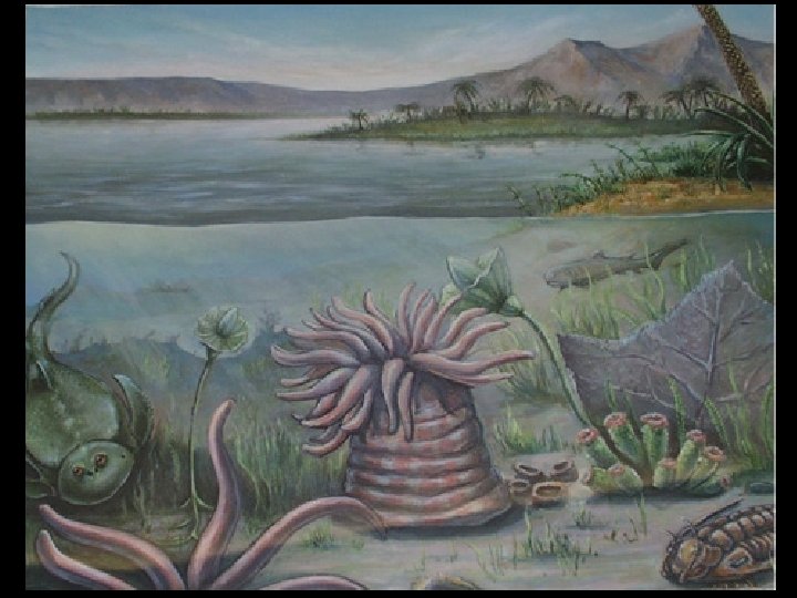 Lower Paleozoic life panorama 