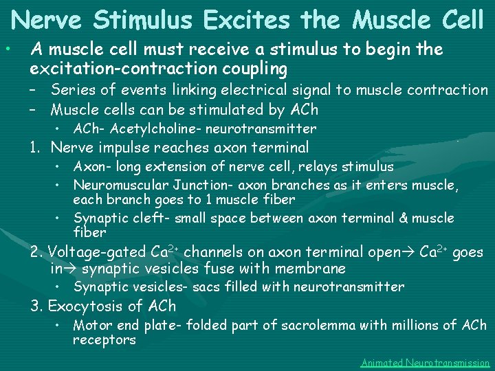 Nerve Stimulus Excites the Muscle Cell • A muscle cell must receive a stimulus