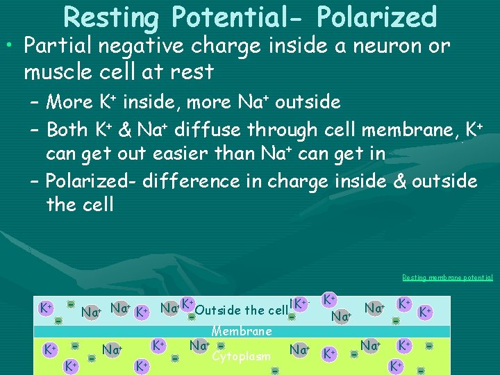 Resting Potential- Polarized • Partial negative charge inside a neuron or muscle cell at
