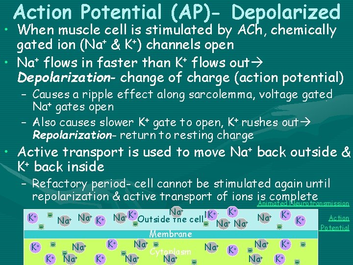 Action Potential (AP)- Depolarized • When muscle cell is stimulated by ACh, chemically gated