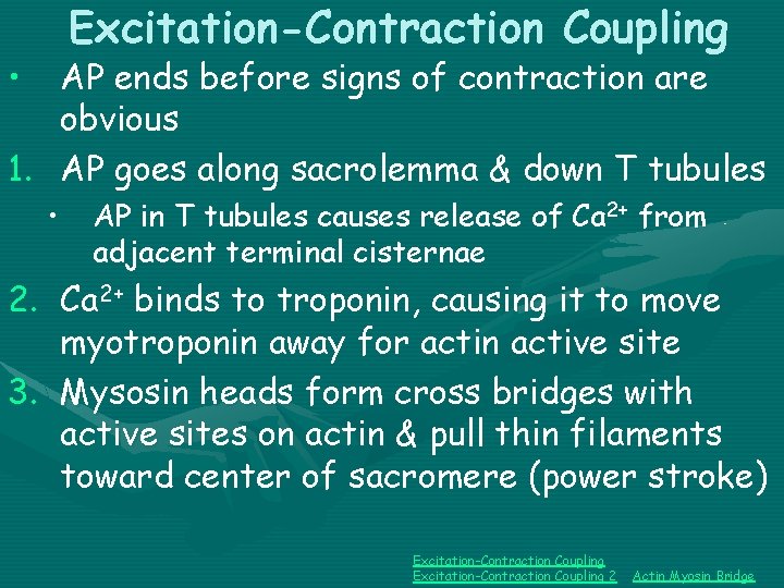 Excitation-Contraction Coupling • AP ends before signs of contraction are obvious 1. AP goes