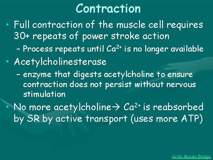 Contraction • Full contraction of the muscle cell requires 30+ repeats of power stroke