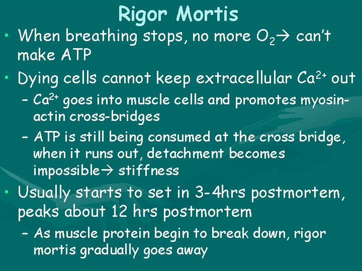 Rigor Mortis • When breathing stops, no more O 2 can’t make ATP •