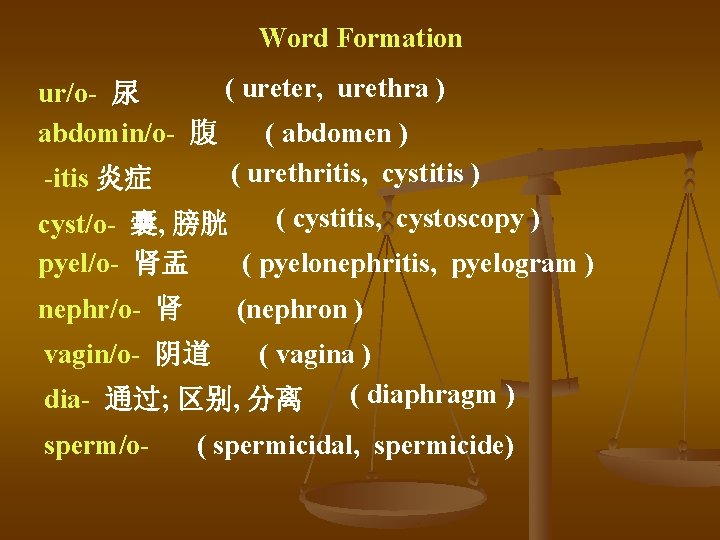Word Formation ( ureter, urethra ) ur/o- 尿 abdomin/o- 腹 ( abdomen ) (